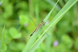 錐腹蜻 (粗腰蜻蜓)