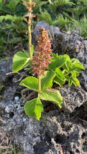 蘭嶼小鞘蕊花