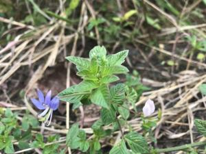 皺子白花菜