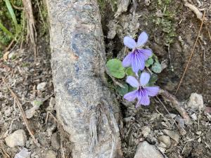 台灣菫菜