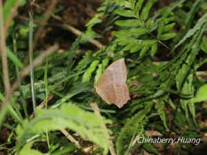 鳳眼方環蝶 tulliana 亞種