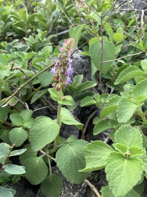 蘭嶼小鞘蕊花