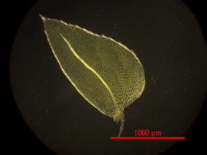 Hypopterygium japonicum Mitt. 東亞孔雀苔(moss) 顯微照