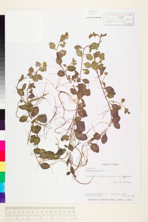 Ludwigia ovalis Miq._標本_BRCM 3604