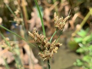 兩歧飄拂草 (棱穗飄拂草)