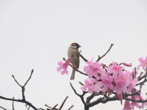 麻雀（普通亞種）