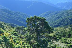 玉山圓柏