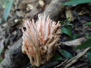 Ramaria stricta(密枝瑚菌)