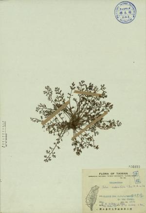 Soliva anthemifolia (Juss.) R. Br. ex Less._標本_BRCM 3832