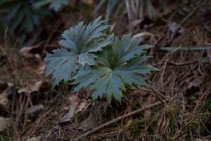 高山破傘菊