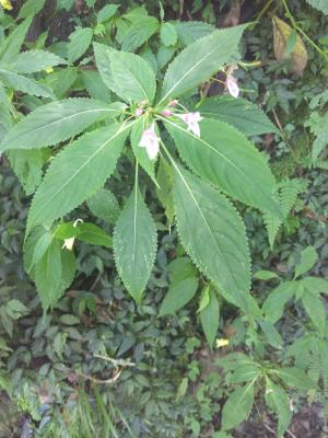 棣慕華鳳仙花