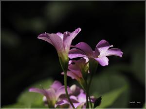 紅花酢漿草 (紫花酢漿草)