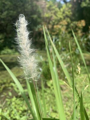 白茅 (茅針 茅根 茅草)