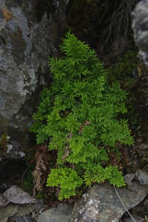 高山珠蕨