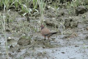 珠頸斑鳩