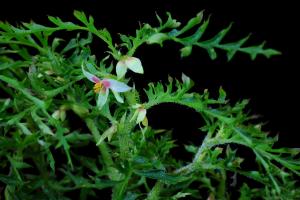 Begonia aspleniifolia Hook.f. ex A.DC.