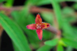 Ludwigia octovalvis_BRCM 3413