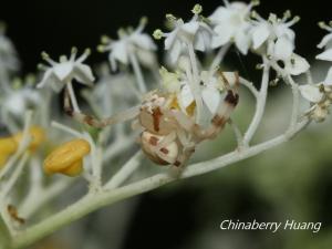 三突艾奇蛛 (三突花蛛 )