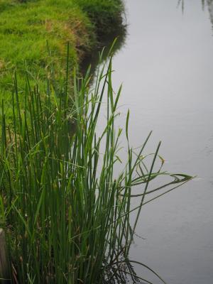 鹹水草 短葉茳芏