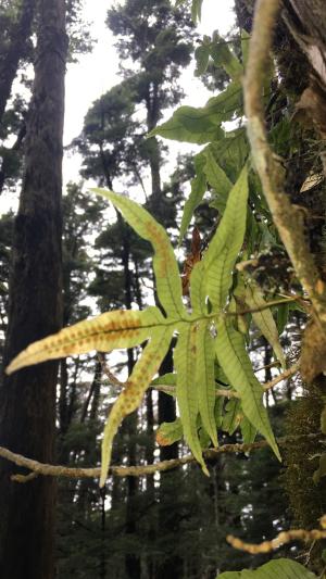 玉山茀蕨