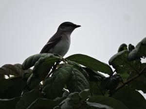 灰山椒鳥