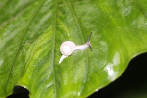 鳳凰高腰蝸牛