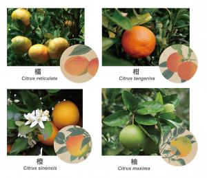 橘柑橙柚的差異