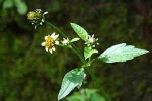 小白花鬼針