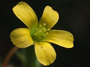 黃花酢醬草