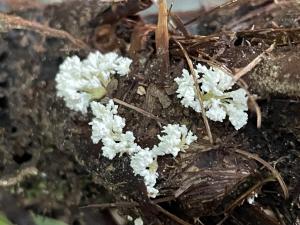 細腳擬青黴菌