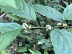 臺灣山桂花