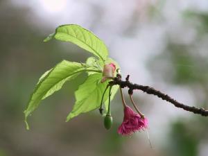 山櫻花