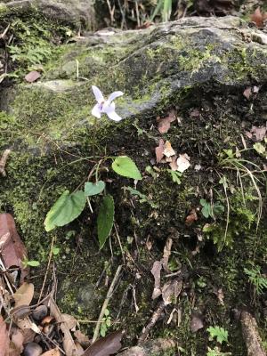 台灣菫菜