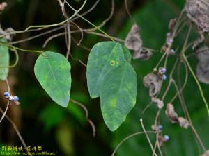 台灣山黑扁豆