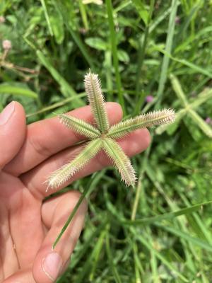 龍爪茅