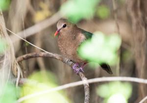 翠翼鳩