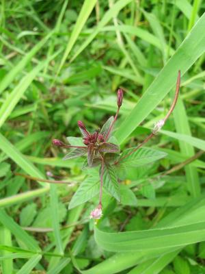 皺子白花菜