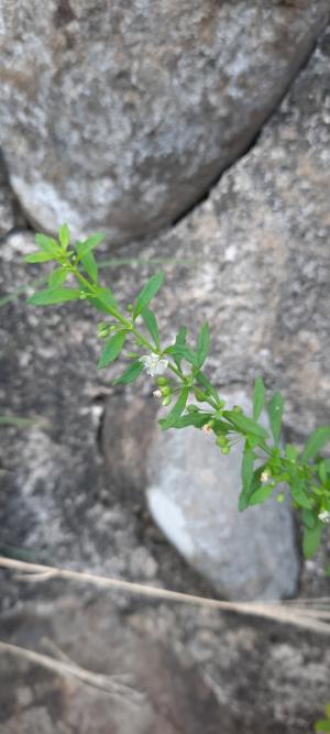 野甘草