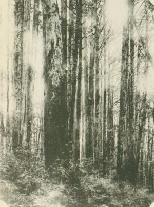 阿里山檜林