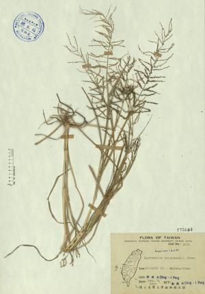 Leptochloa chinensis (L.) Nees_標本_BRCM 4226