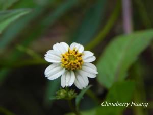 小白花鬼針