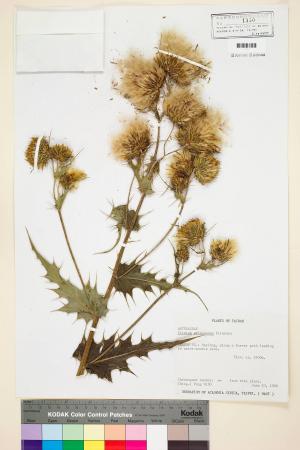 Cirsium arisanense Kitam._標本_BRCM 5860