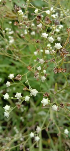 銀膠菊