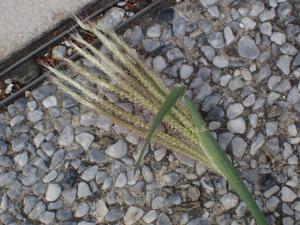 虎尾草、刺虎尾草、孟仁草