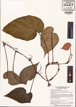 Begonia auritistipula標本_BRCM 2914