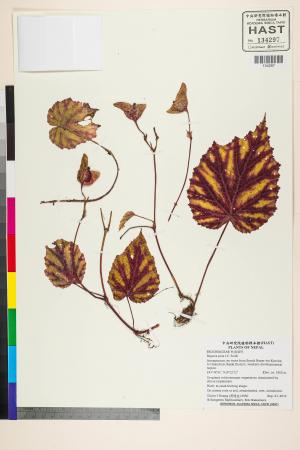 Begonia picta標本_BRCM 2695