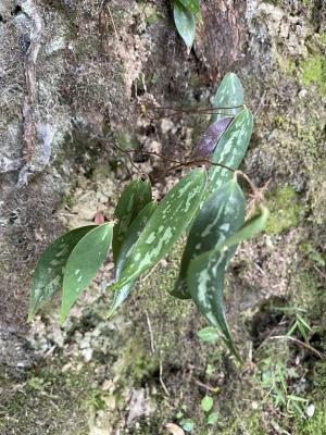 阿里山菝契