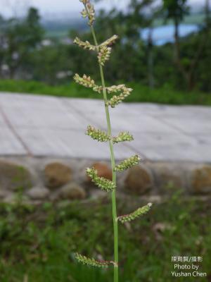 芒稷 (光頭稗)