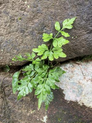 劍葉鳳尾蕨 (箭葉鳳尾蕨)