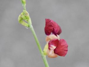 大翼豆 (長序菜豆)